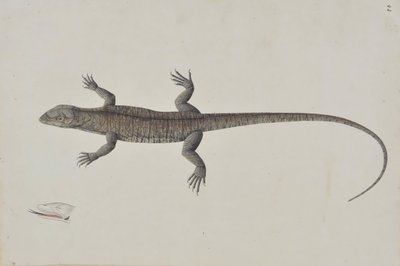 Indyjska jaszczurka biszkopra, ca. 1790. autorstwa Unbekannt