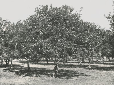 Gaj pomarańczowy w pobliżu miasta, St Augustine, USA, 1895. autorstwa Unbekannt