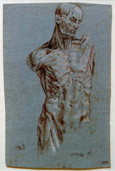 Badanie anatomiczne (Ecorché) autorstwa Unbekannt