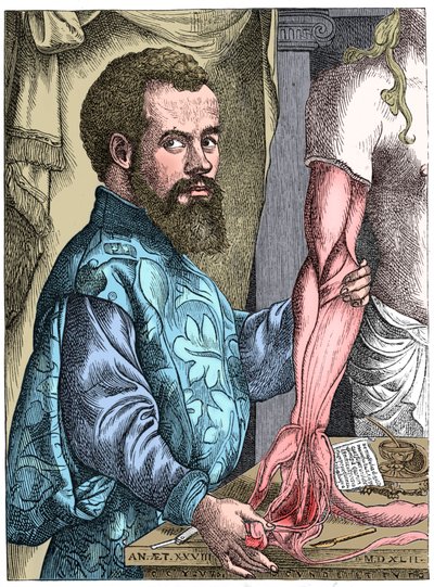 Andreas Vesalius, XVI-wieczny anatom flamandzki autorstwa Unbekannt