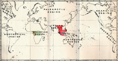 Anthropoidea - Hylobates Red, Simia Blue, Gorilla Brown, Anthropopithecus Green, 1897 autorstwa Unbekannt