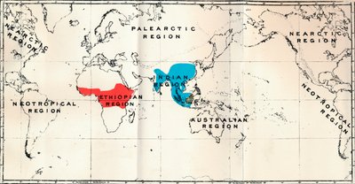 Anthropoidea - Rozmieszczenie map Genera Semnopithecus Blue, Nasalis Brown, Colobus Red, 1897 autorstwa Unbekannt