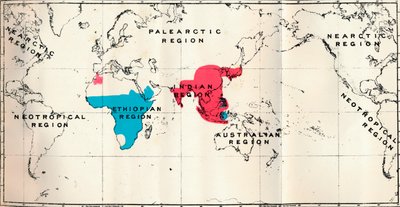 Antropoidea - VI. Rozkład map różnych gatunków Blue i Macacus Red, 1897 autorstwa Unbekannt