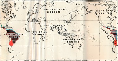 Anthropoidea - V. Rozkład map rodzin Hapalidae Red i Cebidae Blue, 1897 autorstwa Unbekannt