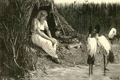 Anysis ukryta na bagnach delty, 1890 r. autorstwa Unbekannt