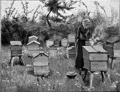 Pasieka drewnianych uli, Lismore, Irlandia, 1890 autorstwa Unbekannt