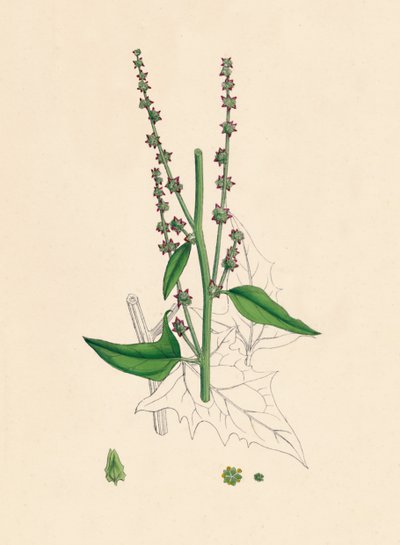Atriplex Smithii. Smiths Orache, XIX wiek autorstwa Unbekannt