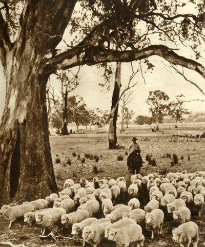 Australia – Poganiacz z niektórymi podopiecznymi na stacji owiec w stanie Wiktoria, ok. 1948 r. autorstwa Unbekannt