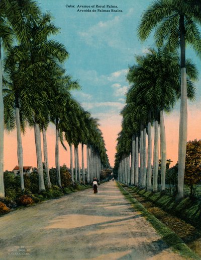 Aleja palm królewskich, Kuba, ok. 1920 autorstwa Unbekannt
