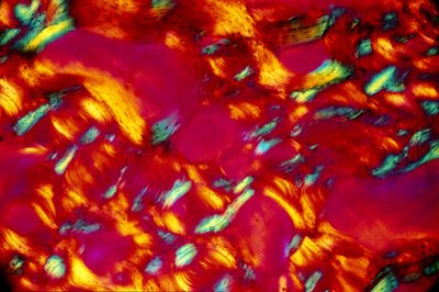 BIOMATERIAŁY, LM Kości autorstwa Unbekannt