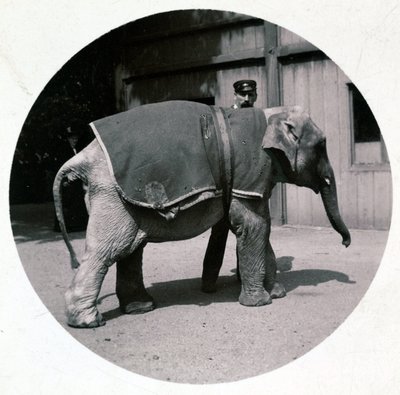 „Mały słonik w zoo”, wers 1890 autorstwa Unbekannt