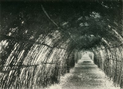 Bambusowa Aleja w Barrackpore, 1904, 1925. autorstwa Unbekannt