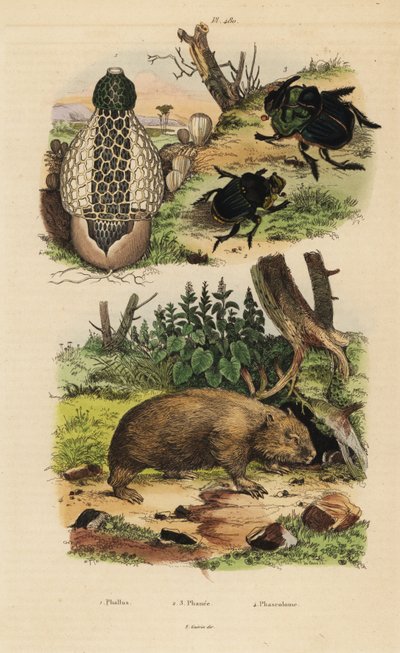 Grzyb bambusowy, Phallus indusiatus 1, skarabeusz gnojowy, Coprophanaeus ensifer 2 i aktorki Diabroctis 3 oraz wombat pospolity Vombatus ursinus 4 autorstwa Unbekannt