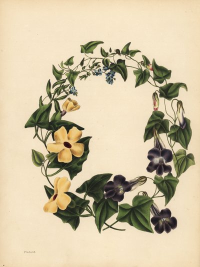 Maurandia Barclay, Maurandya barclayana, skrzydlata Thunbergia, Thunbergia alata, Pamięć; Trawa skorpiona, nie zapomnij o mnie, Myosotis scorpioides autorstwa Unbekannt