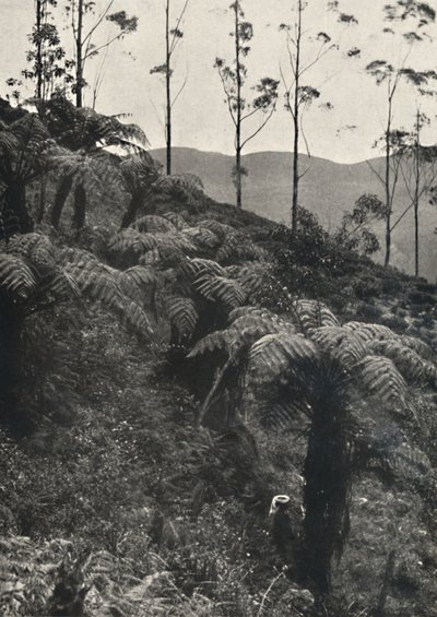 Baumfarne Alsophila crinita u. a., 1926 autorstwa Unbekannt