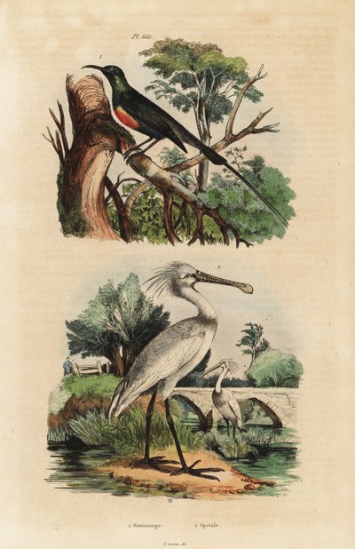 Piękny sunbird, Cinnyris pulchella i warzęcha, Platalea leucorodia autorstwa Unbekannt