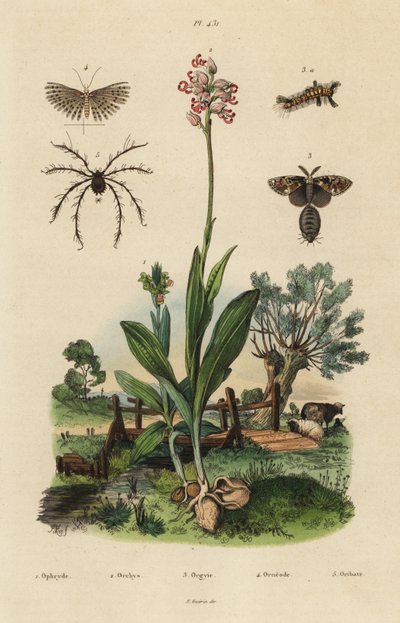 Storczyk pszczół, Ophrys apifera 1, storczyk małpi, Orchis simia 2, ćma rdzawa, Orgyia antiqua 3, ćma dwudziestopiórkowa, Alucita hexadactyla 4 i roztocz Oribata geniculata 5 autorstwa Unbekannt
