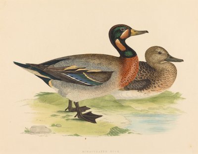 Bimakulowana kaczka, 1855. autorstwa Unbekannt