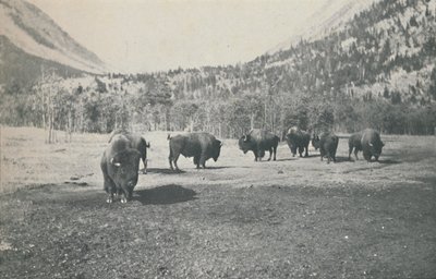 Żubr, 1916 autorstwa Unbekannt