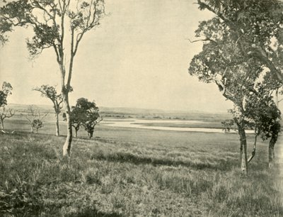 Laguna Czarnego Łabędzia, niedaleko Warwick, Queensland, 1901. autorstwa Unbekannt