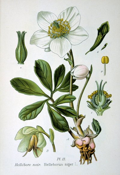 Ciemiernik czarny, 1893 autorstwa Unbekannt