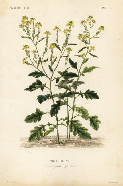Gorczyca czarna, Brassica nigra, Sinapis nigra, gorczyca czarna autorstwa Unbekannt