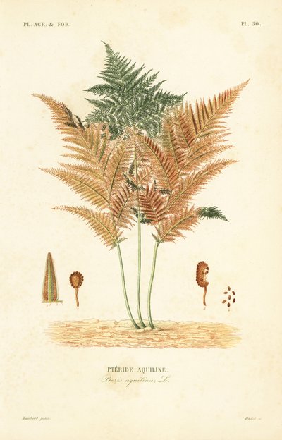 Paproć brodawkowata lub pospolita, Pteridium aquilinum, Pteris aquilina, Pteride aquiline autorstwa Unbekannt