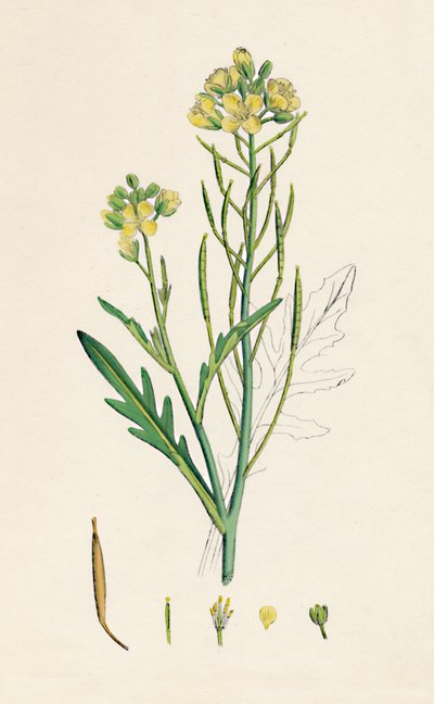 Brassica tenuifolia. Rakieta ścienna, XIX w. autorstwa Unbekannt