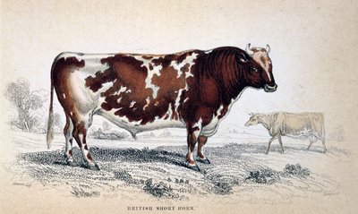 Brytyjski krótki róg, 1839 autorstwa Unbekannt