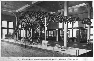 Szkielet brontozaura, American Museum of Natural History, Nowy Jork, USA, początek XX wieku autorstwa Unbekannt
