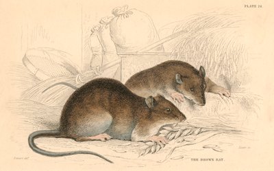 Szczur wędrowny Rattus rattus, 1828 autorstwa Unbekannt