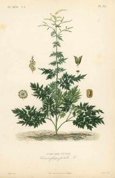 Bugbane lub cohosh, Actaea cimicifuga, Cimicifuga foetida, Cimicaire fetide autorstwa Unbekannt