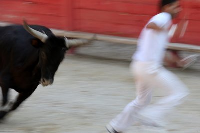 Walki byków (kurs camarguaise). Bezkrwawe widowisko (dla byków), w którym celem jest wyrwanie rozety z głowy byka, Vallabregues, Francja autorstwa Unbekannt