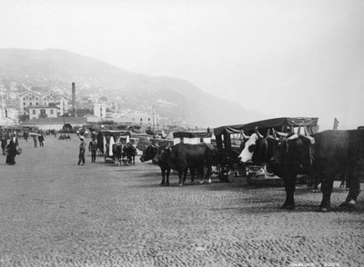 Wagony Bullock, Madera, Portugalia, lata 20.- 30. XX wieku autorstwa Unbekannt