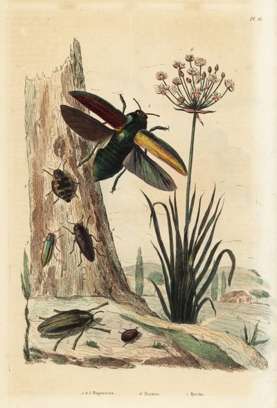 chrząszcze Buprestis 1-5, szuwar kwitnący, Butomus umbellatus 6 i chrząszcz pigułkowy, Byrrhus pilula 7 autorstwa Unbekannt