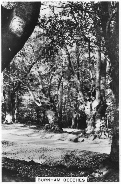 Burnham Beeches, Buckinghamshire, 1937 autorstwa Unbekannt