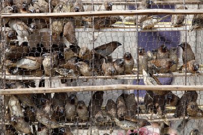 Ptaki w klatkach Udong Cambodge autorstwa Unbekannt