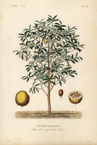 Gałka muszkatołowa tykwa, Monodora myristica, Monodore aromatique autorstwa Unbekannt