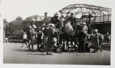 Jazda na wielbłądach, ok. 1930 autorstwa Unbekannt