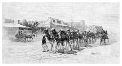 Camel team, Wilcannia, Nowa Południowa Walia, Australia, 1886 autorstwa Unbekannt