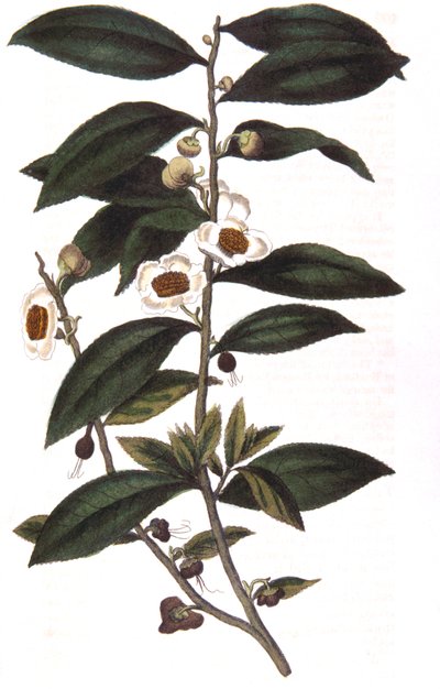 Camellia sinensis - roślina herbaciana, 1823 autorstwa Unbekannt