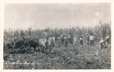 Cięcie trzciny cukrowej, ok. 1930 r autorstwa Unbekannt
