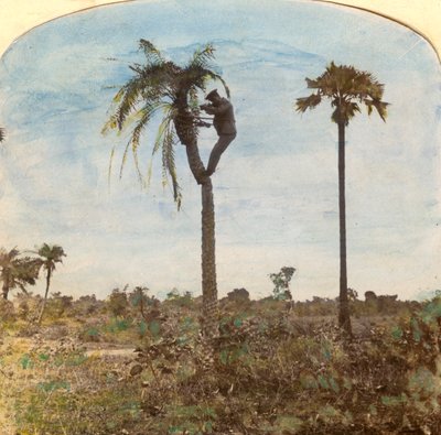 Kapitan Osman strzelający z drzewa za pomocą pasów, Indie, 1900 autorstwa Unbekannt