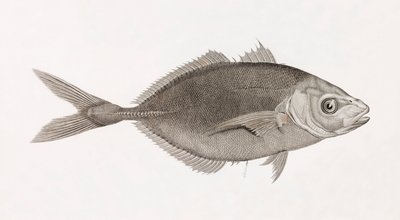 Caranx Lune, zbliżenie autorstwa Unbekannt