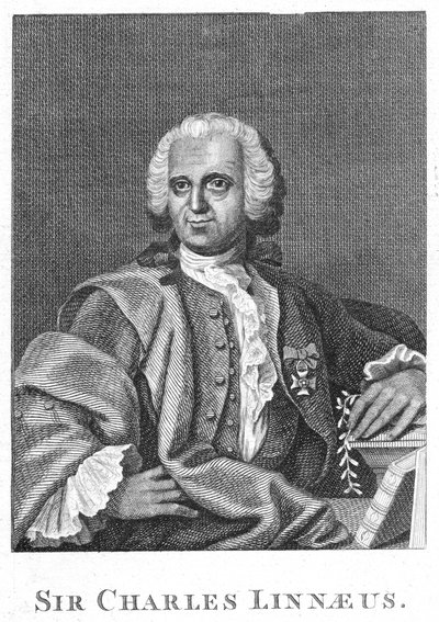 Carolus Linneusz, XVIII-wieczny szwedzki przyrodnik autorstwa Unbekannt