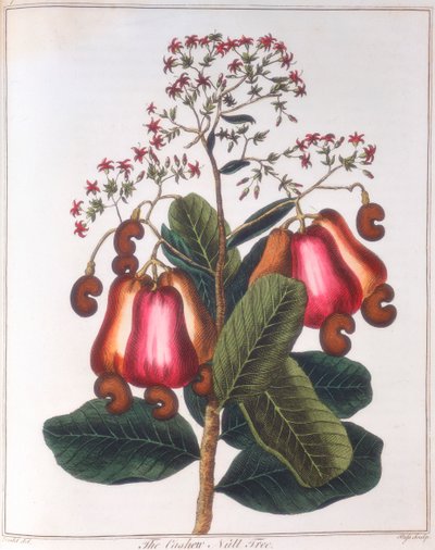 Orzech nerkowca - Anacardium occidentale, c1798 autorstwa Unbekannt