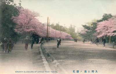 Wiśniowe kwiaty w parku Uyeno Tokio, ok. 1910 r. autorstwa Unbekannt