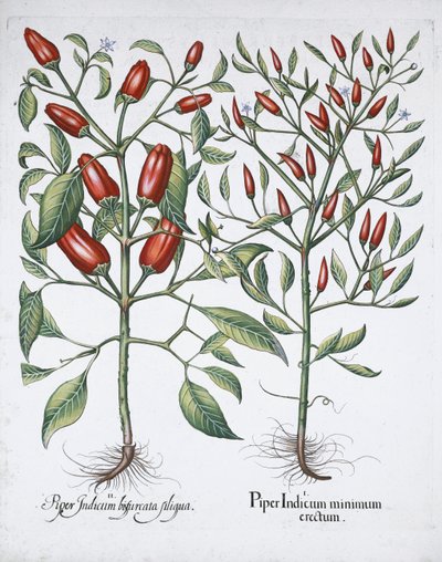 Rośliny papryki chilli, 1613 autorstwa Unbekannt