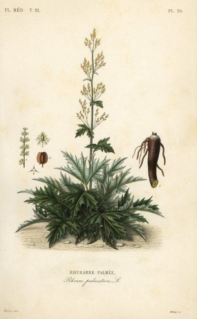 Chiński rabarbar lub korzeń rabarbaru, Rheum palmatum, Rabarbar palmer autorstwa Unbekannt