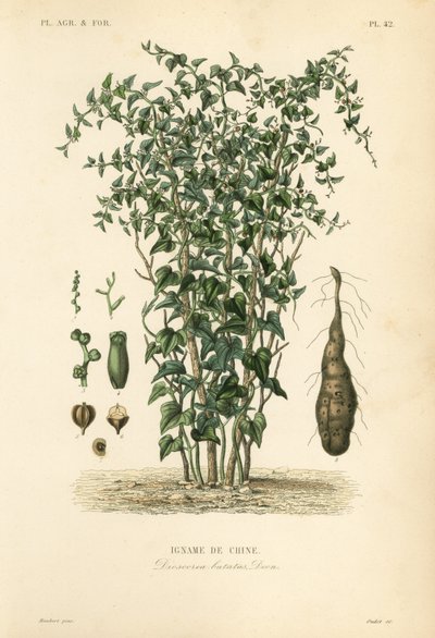Pochrzyn chiński lub winorośl cynamonowa, Dioscorea polystachya, Dioscorea batatas, Igname de Chine autorstwa Unbekannt